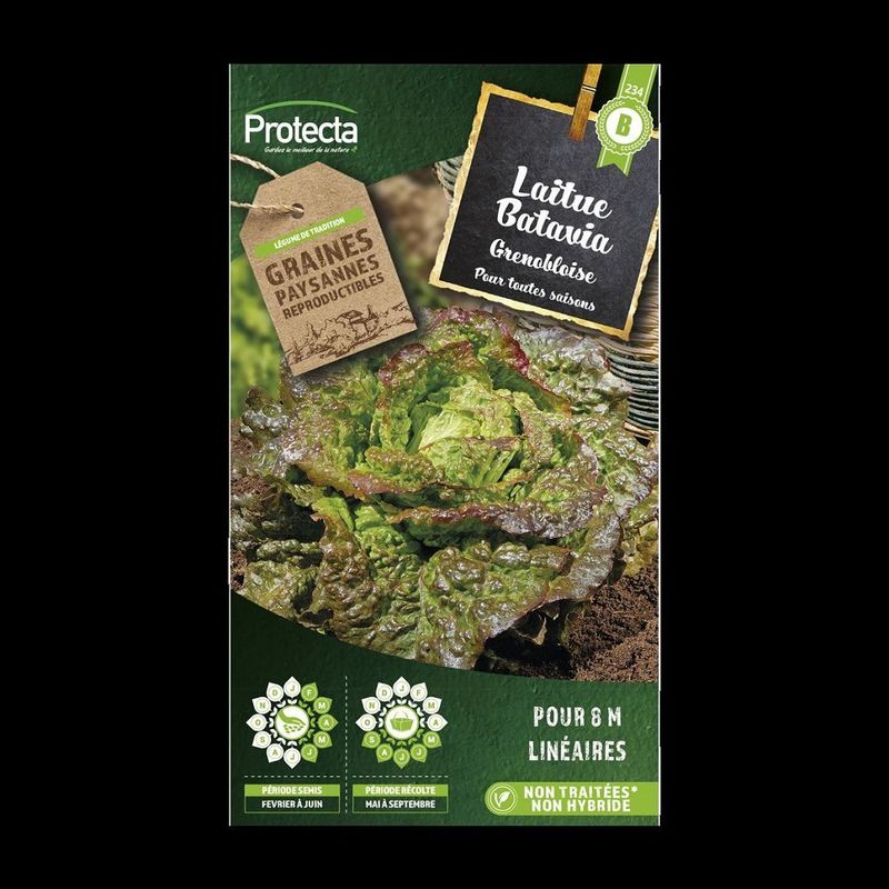 Laitue Batavia Rouge Grenobloise