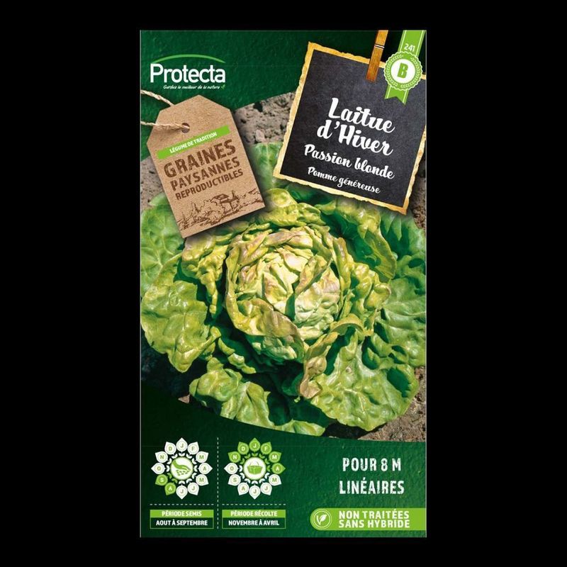 Laitue d'hiver Passion blonde