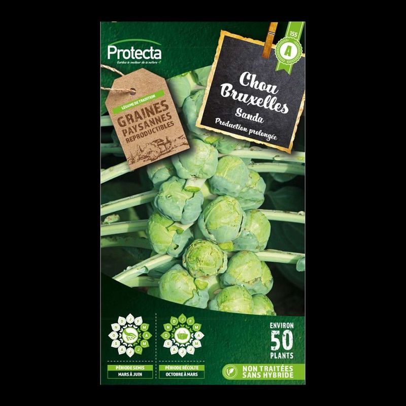 Chicorée endive de Bruxelles
