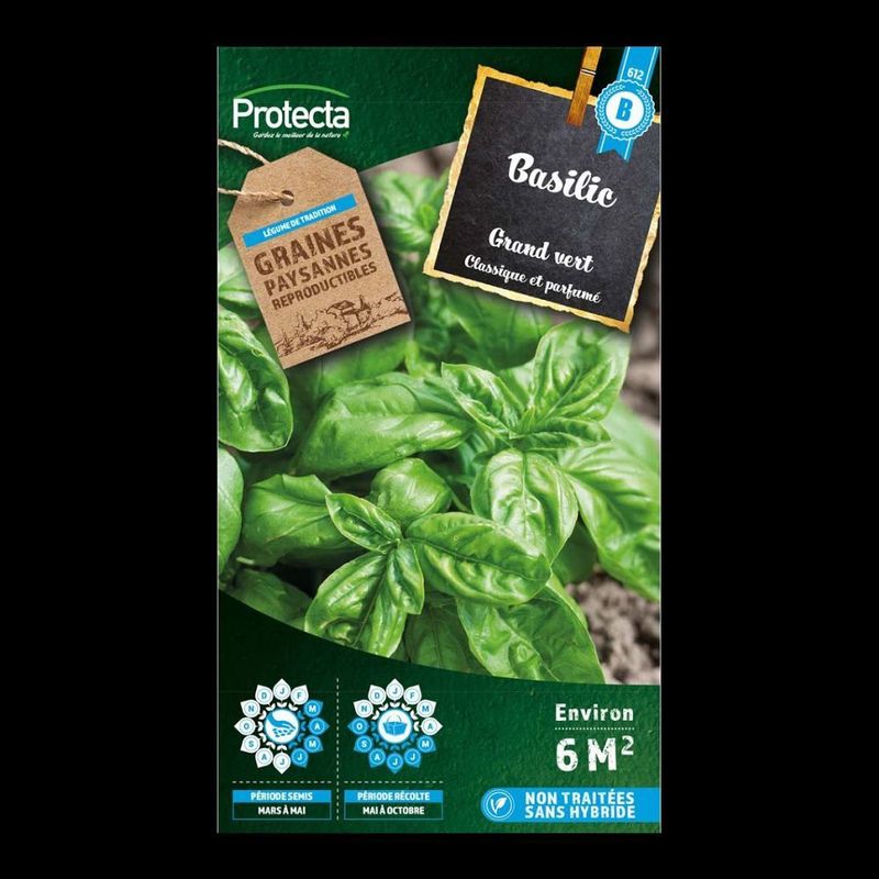 Basilic Grand vert